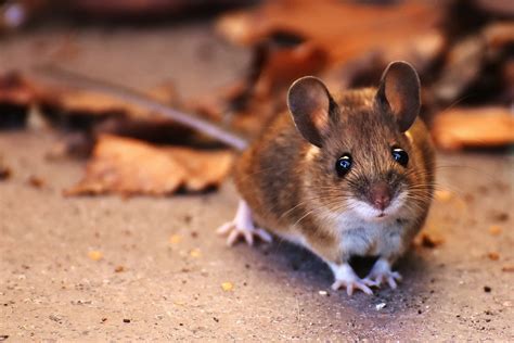 Free photo: Wood Mouse, Nager, Cute, Small - Free Image on Pixabay