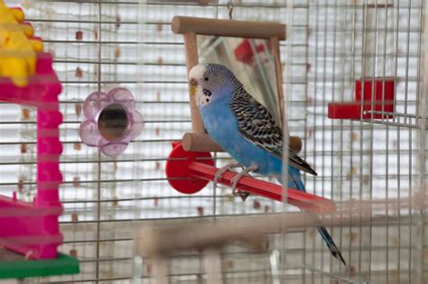 Bringing Your New Bird Home Must Have Pet Bird Supplies Superpages