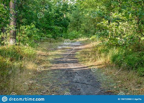 Footpath In Summer Forest Stock Photo Image Of Greenery 156723960