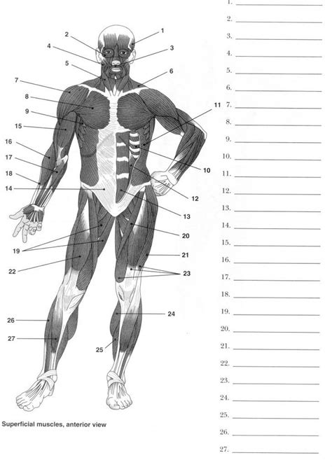 Printable Muscle Anatomy Chart Fitness Muscle Diagram Blog Dandk