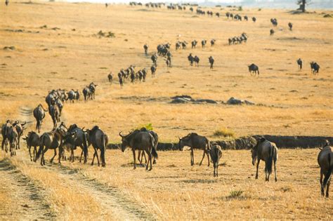 On Safari In Tanzania The Great Migration In The Serengeti My Lifes A Trip