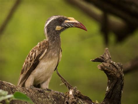 Pale Billed Hornbill Lophoceros Pallidirostris Found In Angola Dr