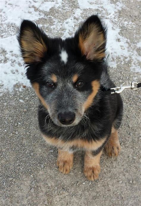 Send me more info on this pet! Hotchner....our now 3 month old texas heeler love this ...