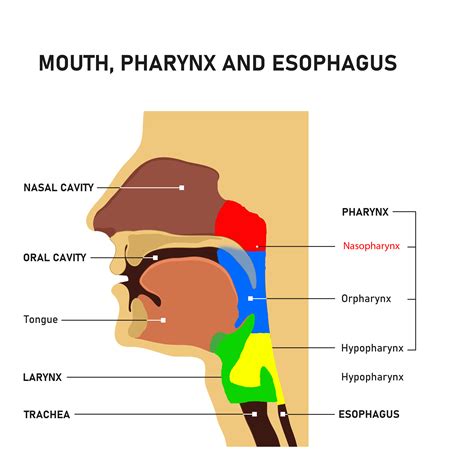 Mouth And Pharynx Anatomy