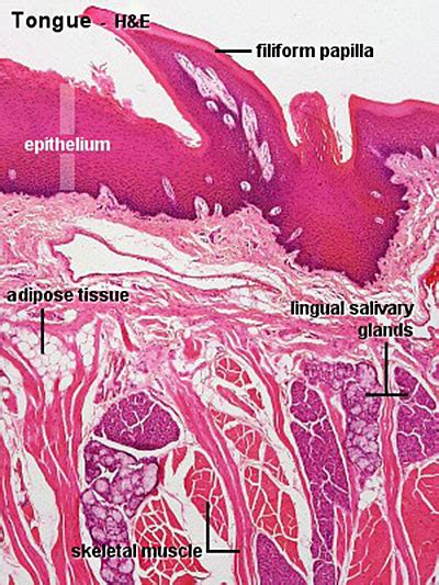 BGDB Practical - Upper Gastrointestinal Tract Histology - Embryology
