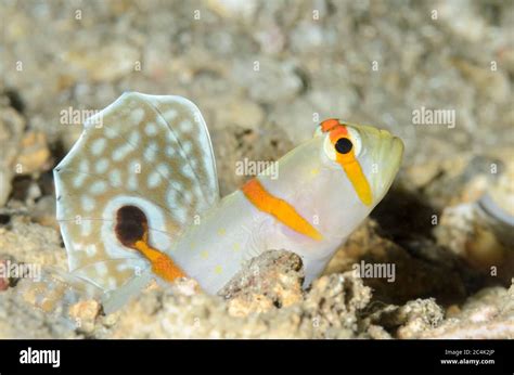 Randalls Shrimp Goby Amblyelotris Randalli Lembeh Strait North