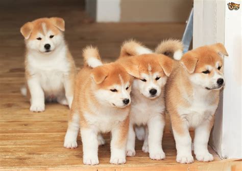 Akita Dog Breed Facts Highlights And Buying Advice