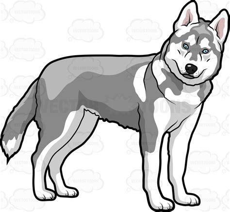 A Big Dog Turning To Face The Camera Cartoon Drawings Husky Drawing