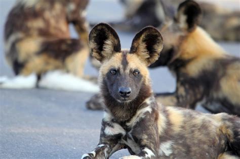 Cute african wild dog puppy. Fascinating African Wild Dog Facts And Where To See Them ...