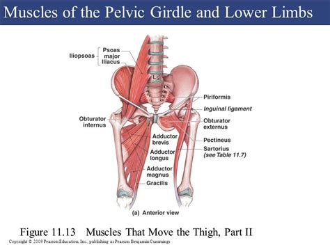 Pelvic Girdle Muscles Diagram Quizlet