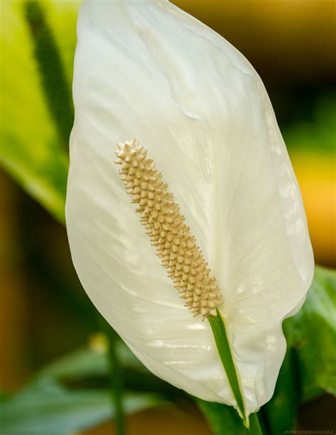 Large White Leaf Sepal And Stamen Photorasa Free Hd Photos