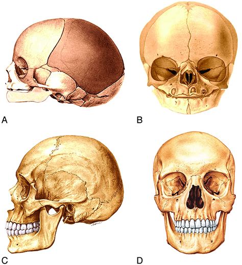 Human Face Bone Anatomy - What Are The Bones Of The Human Face Quora