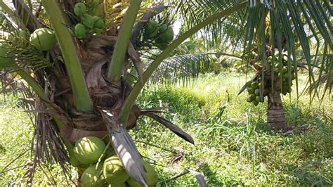 Coconut Tree Farm Coconut Crops Youtube