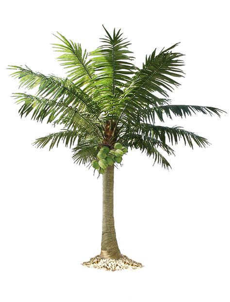 Palm Tree Png Transparent Image Download Size 1221x1600px