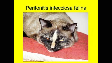 Peritonitis Infecciosa Felina PIF YouTube