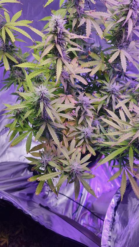 Buds Other Grow Question By Markdavis Growdiaries