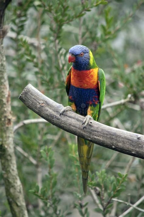 The Rainbow Lorikeet Is Perched On A Tree Branch Stock Image Image Of