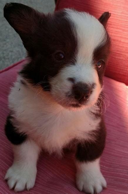 The cardigan welsh corgi has a big, sometimes bushy tail, and the pembroke welsh cardigan welsh corgi puppies are the larger of the two breeds. Cardigan Welsh Corgi Puppies For Sale | Detroit, MI #146934