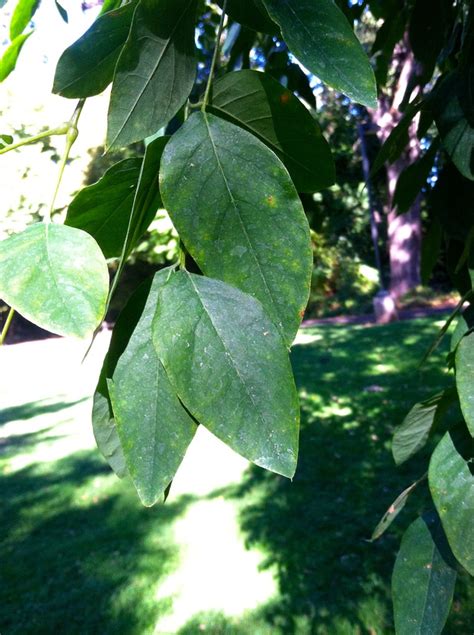 Each leaflet is 2 to 3 inches long with an. Kentucky Coffee Tree #9 - Group One