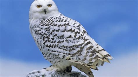 Snowy Owl Full Hd Desktop Wallpapers 1080p