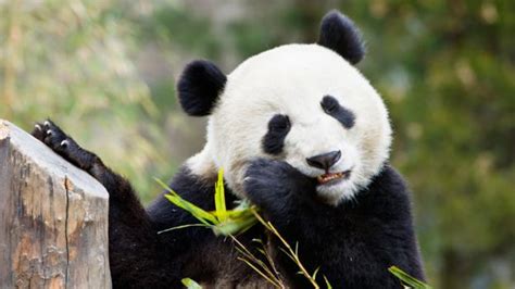 Bbc Travel The Return Of Chinas Wild Panda