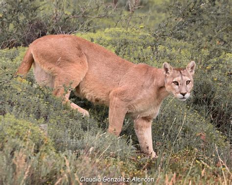 South American Mountain Lion Subspecies Puma Concolor Concolor