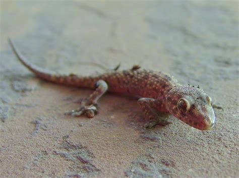 Mediterranean Gecko Wildlife Animals Photo