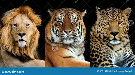 Tiger And Lion Feedings At A Safari Park In Chile Stock Image