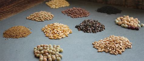 Browse the use examples 'pelleted seed' in the great english corpus. Get to Know Your Seeds: A Seed Type Guide | Seeds, Dog ...