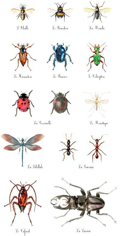 Best Projet Insectes Maternelle Images On Pinterest Insects Art My