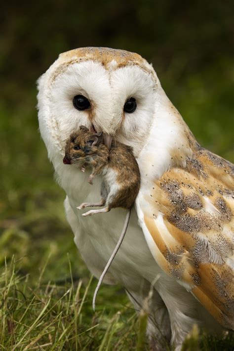 There are around 30 subspecies of barn owl that can be found all over the world, except in the polar regions and barn owl occasionally eats fish from the ponds. Barn Owls are Great Mousers - Meet Your Mouse