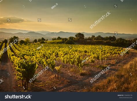 French Vineyard Images Stock Photos And Vectors Shutterstock