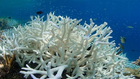 Coral Bleaching To Hit Reefs Every Year From Mid Century Says Un