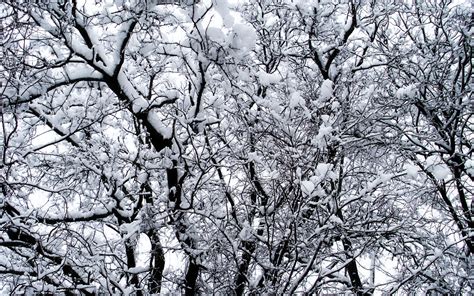 Snow Covered Tree Branches