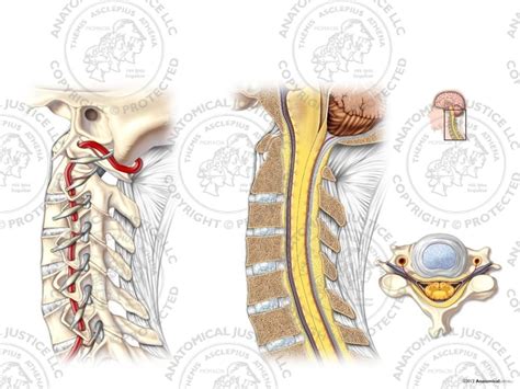 Vasculature Of The Cervical Spine No Text