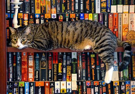 Feature is beautiful, feature is visual. Cats and bookshelves, they just go together like peanut ...
