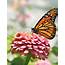 Monarch Butterflies Our Environmental Ambassadors  Edible Western NY