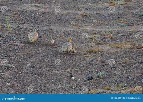Sahara Spotted Sand Grouse Stock Image Image Of Perfectly 162429183