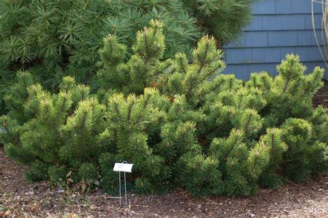 Mugo Pine Trees Select Mops For A Dwarf Cultivar