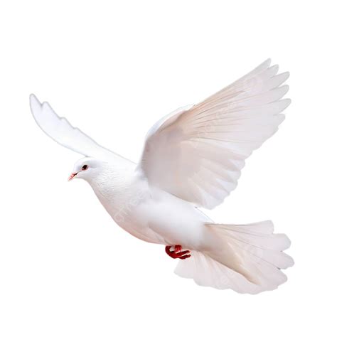 Isolated White Dove Flying On Background Dove Flying Pigeon Png
