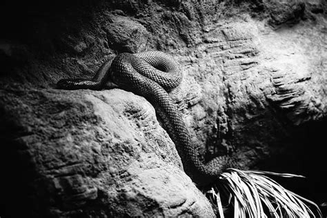 Hd Wallpaper Animal Snake Reptile Bird Rattlesnake Rock Lizard