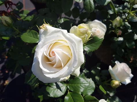 Kletterrose White Eden Rose ® Meiviowit ® Containerrosen Im Großen 75