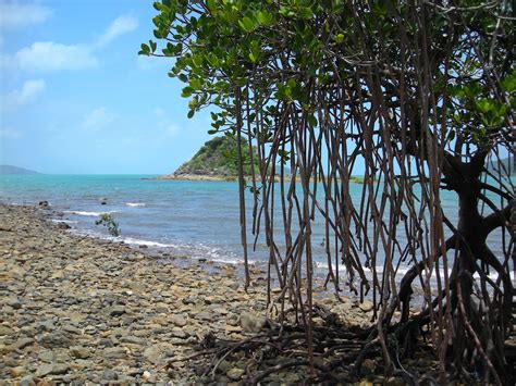 mangrove on long island molle islands national park queensland by albertopr national parks