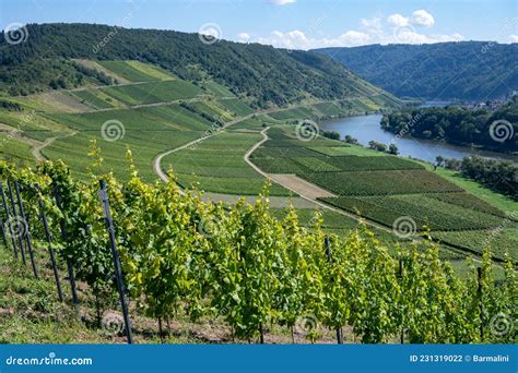 Hilly Vineyards With White Riesling Grapes In Mosel River Valley