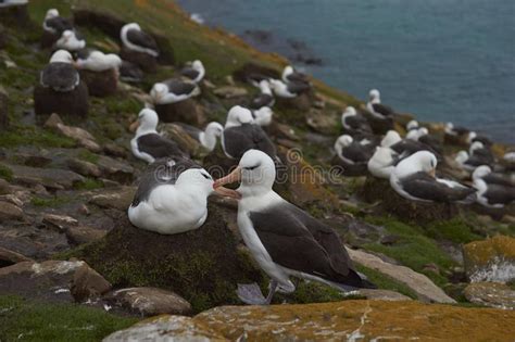 Black Browed Albatross In The Falkland Islands Stock Image Image Of