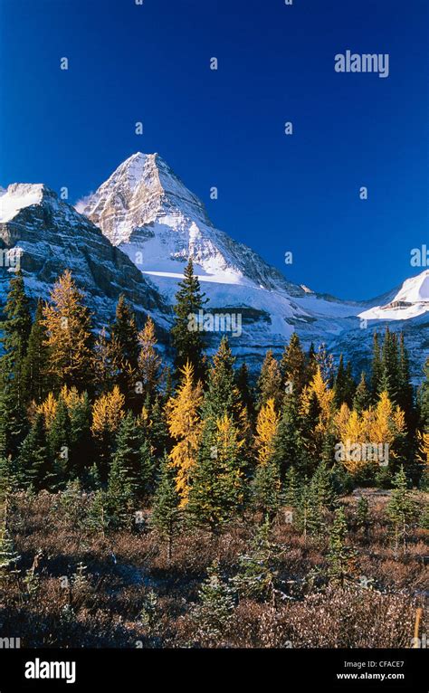 Mount Assiniboine And Stand Of Larch Trees In Autumn Mount Assiniboine