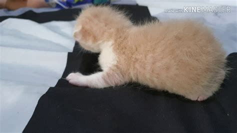 Kamu dapat mengenali anak kucing yang baru lahir dengan mengamati ciri berikut ini pastikan anak kucing sehat, aman dan tidak dimakan induknya. Cara membersihkan anak kucing || kitten 2 weeks || - YouTube