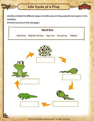 frog worksheet | life cycle of a frog | Science worksheets ...