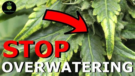 A new year can bring new resolutions — and for some, that involves either quitting or cutting back on marijuana. STOP OVERWATERING YOUR CANNABIS PLANT! - Week 4 First Grow - YouTube