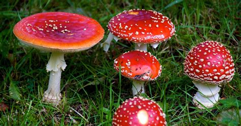 Magic Mushrooms, High on the Potential for Treating Depression and ...